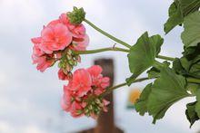 migliarino_in_fiore