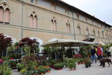 migliarino_in_fiore