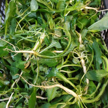 Sagra Raperonzolo