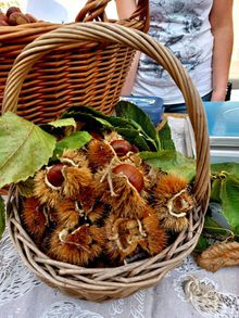 Castagne